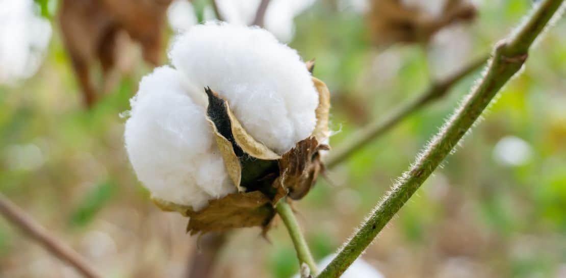 Bio Baumwolle – schon lange im Alltag angekommen