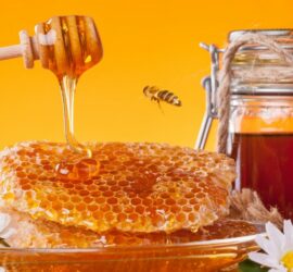 Bio Honig – die Haltung spielt die Hauptrolle