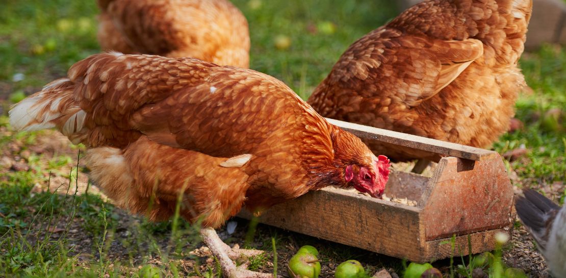 Bio Hühnerfutter – für Eier in bester Qualität