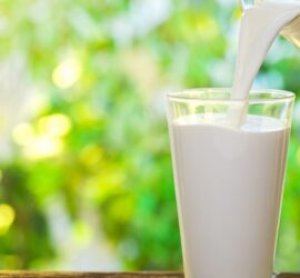 Sind Kühe, die Bio Milch geben, glücklicher