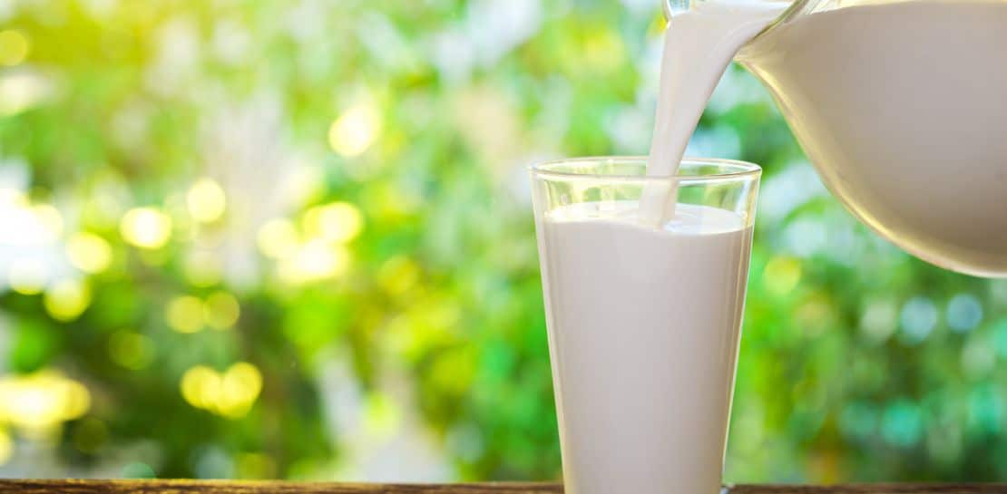 Sind Kühe, die Bio Milch geben, glücklicher